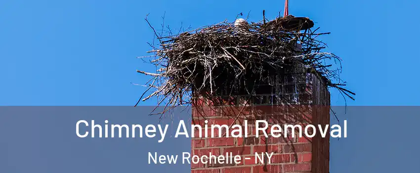  Chimney Animal Removal New Rochelle - NY