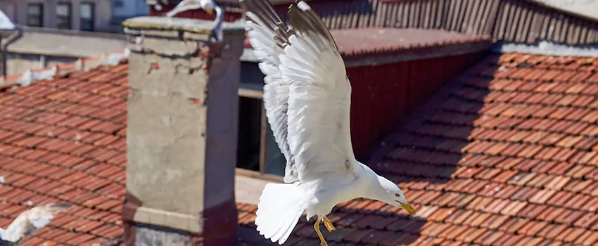 Residential Chimney Animal Removal Solution in New Rochelle, NY
